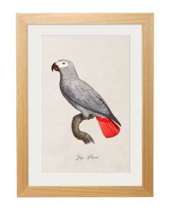 Grey Parrot