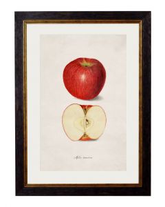 C1886 Apple