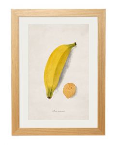 C1886 Banana