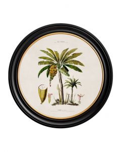 C1843 Banana Palm in Round Frame