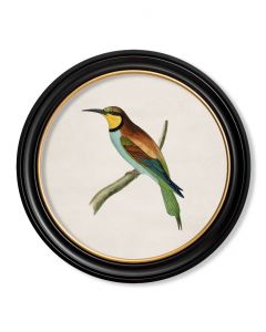 C1870 Bee Eater