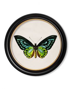 Birdwing Butterfly in Round Frame