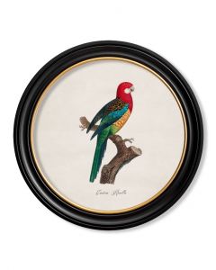 Eastern Rosella Parrot