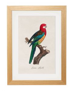 Eastern Rosella Parrot