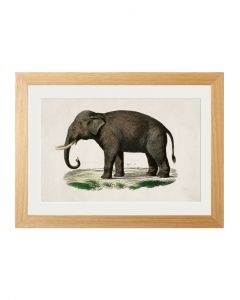 C1846 Indian Elephant