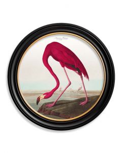 C1838 American Flamingo  in Round Frame