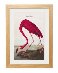C1838 American Flamingo