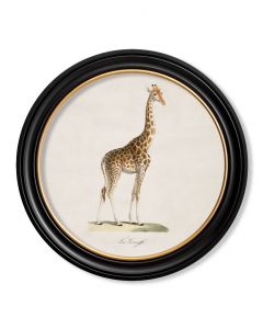 C1836 Giraffe in Round Frame