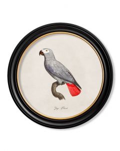 Grey Parrot