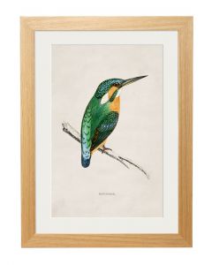 C1870 Kingfisher