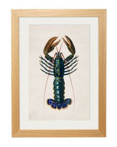 C1876 Crayfish