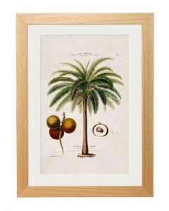 C1843 Macaw Palm