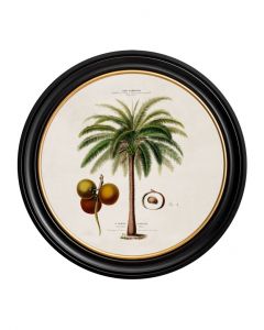 C1843 Macaw Palm in Round Frame