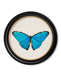 Blue Morpho Butterfly in Round Frame