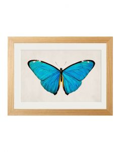 Tropical Blue Morpho Butterfly