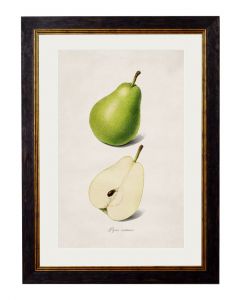 C1886 Pear