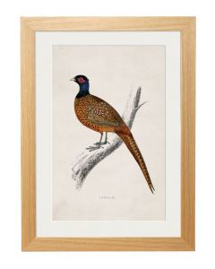 C1850 Pheasant