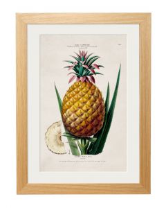 C1843 Pineapple