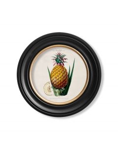 C1843 Pineapple Plant in Round Frame