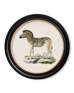 C.1836 Zebra in Round Frame