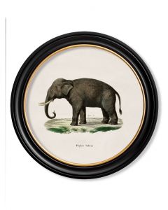C1846 Indian Elephant in Round Frame